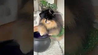 Dog takes revenge on owner 🧙 