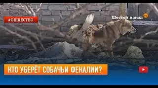 Кто уберёт собачьи фекалии?