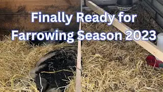 Finally Ready for Farrowing Season 2023! #farrowing #kunekune #pigs