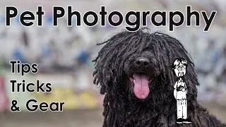 Basic Pet Photography Tips and Tricks with Sample Photos, Explanations, and Ideas