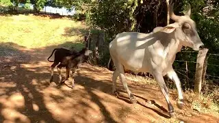 Goodbye Alvorada! Thank you for the milk you provided us
