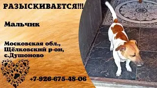 Пропала собака! Мальчик. Московская область, Щёлковский район, с.Душоново.