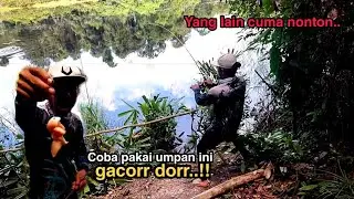 Gacor dorr..!! pakai umpan daging ayam yang makan ikan besar #umpandagingayam #umpangacor