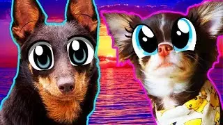 ЛЮБОВЬ или РАЗЛУКА?! Илай - Не вини меня feat Юми Чу - Счастье ВОЛШЕБНЫЕ ПИТОМЦЫ ПОЮТ