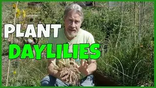 How to Plant Daylilies
