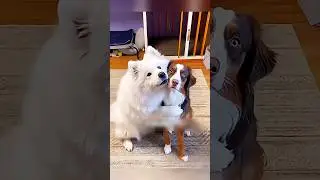 Новая собака выглядела так же как ее игрушка 🥹💞 