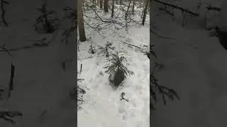 поймал вора на путике.
