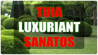 Cum să îți transformi TUIA într-o adevărată operă de artă - ghid practic
