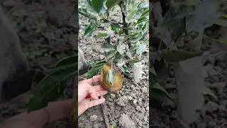 груша 🍐 