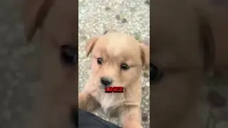 QUI LA POURSUIT COMME ÇA ? 😱