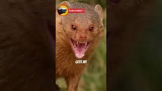 The Mongoose | The Perfect Snake Vanquisher