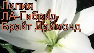Лилия ла-гибрид Брайт Даймонд (lilium) 🌿 обзор: как сажать, луковицы лилии Брайт Даймонд