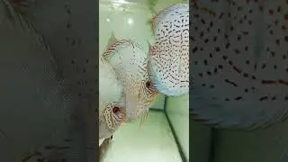 Дискусы. Кобальт, Даймонд, свое производство. не покупное.
