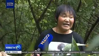 В провинции Сычуань фермеры зарабатывают на выращивании листьев для цзунцзы
