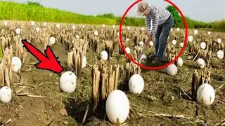 The farmer found strange eggs. When they hatched, the man could not hold back his tears!