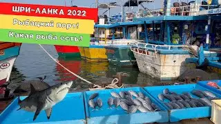 Шри Ланка - рыбный рынок и рыбацкий порт!