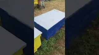 На пасеке вечер 17 00 массовый ОБЛЁТ 🐝🐝🐝