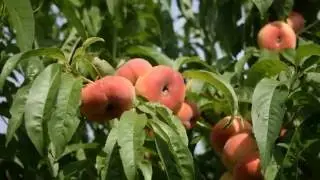 Персик Уфо-3 (2 июля) - Агро Сад