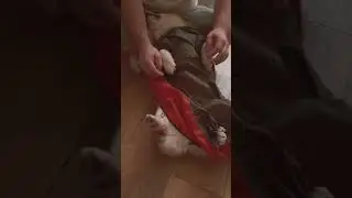 Собачья жизнь🤍