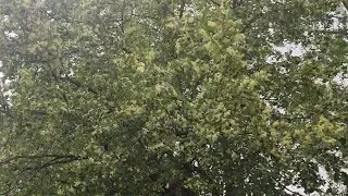 Про замёрзшую липу и вечнозелёные помидоры