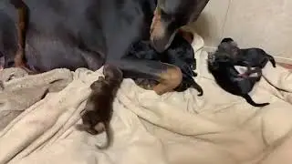 Doberman Puppies / Puppy Love - YAVRU KARDEŞLER
