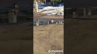 Первые крякаши прилетели! 