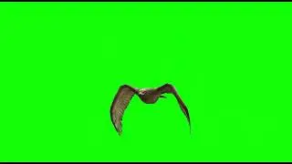 Eagle Flying || Green Screen Videos