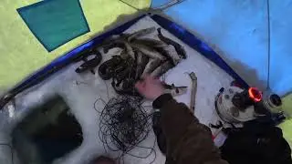 ХОРОШЕМУ КЛЁВУ НИЧЕГО НЕ ПОМЕХА . Налим на Енисее.