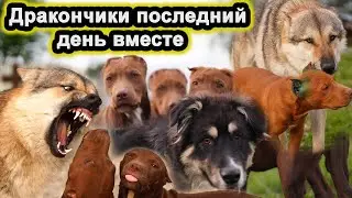 Последний блог с нашими дракончиками. Питбуль/волк/Колобок.