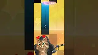 поющий кот 🎶