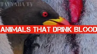 Animals That Drink Blood #animals #geography#creation #animallover #google #information #youtuber