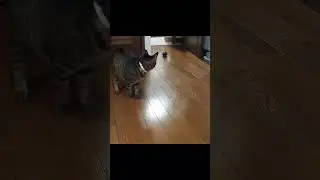 Not my turtle