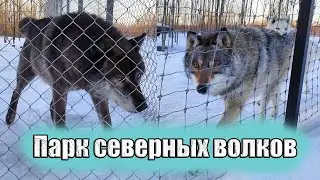 В гостях у Арктик парка! Канадский волк Акела и волк Братиш.