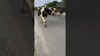 I wanted to plant on the horns 