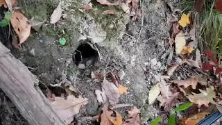 Пародия на Гравити Фолз