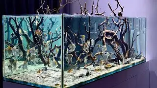 Unbelievable Angelfish Aquarium! Beautiful & Clean Angelfish Aquascape