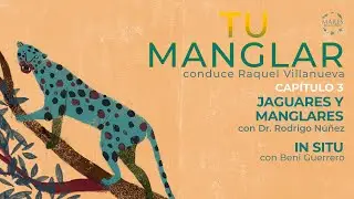 Jaguares y manglares | 