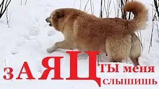 Заяц ты меня слышишь слышу слышу прикол.