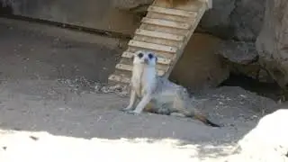 Meerkat LA Zoo Los Angeles California USA August 16, 2024 Conservation Summer Heatwave