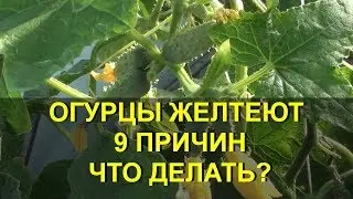 ОГУРЦЫ ЖЕЛТЕЮТ 9 ПРИЧИН - ЧТО ДЕЛАТЬ?