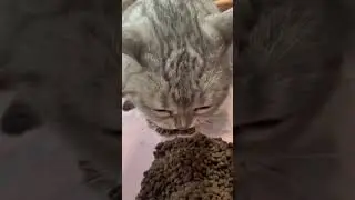 #котики сейчас #2024 только такие #кот √1 #top #муся