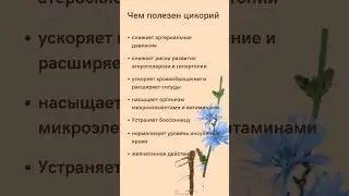 Чем полезен цикорий для здоровья?