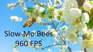 Slow-Mo Bees