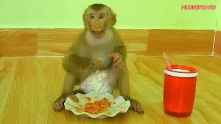 Master Chef Monkey Kako Cooking Fried Eggs With Vegetable