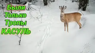 Хотели поставить петли на зайца но не НАШЛИ ДАЖЕ ТРОП ЗАЙЧИХ!