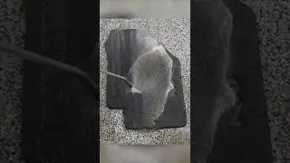 Satisfying Floor Mat Cleaning!