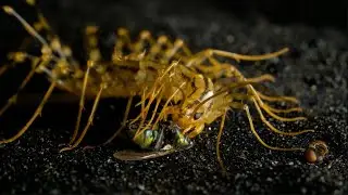 A scary creature with a huge number of legs. Home centipede.