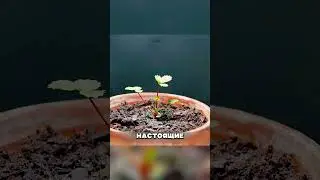 Вырастили клубнику в ШОКОЛАДЕ 😱🍓