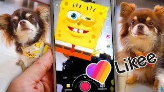 ПИТОМЦЫ УЙДУТ С ЮТУБА В LIKEE?! ВОЛШЕБНЫЕ ПИТОМЦЫ СНИМАЮТ ПРИКОЛЫ, ВАЙНЫ И СМЕШНЫЕ ВИДЕО В ЛАЙКИ