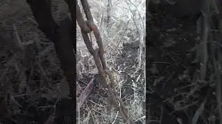 экскаватор-погрузчик на базе тс-350